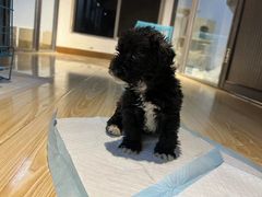 -翊宠yipet猫狗购宠庄园犬舍•猫舍