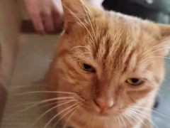 -喵屿·大理花园猫咖