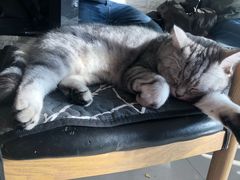 -平行世界·猫咖(首经贸店)
