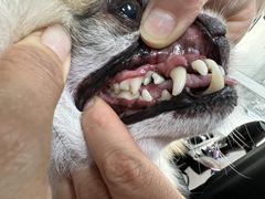 -宠福鑫康馨动物医院·骨科·眼科