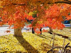 -长白岛森林公园