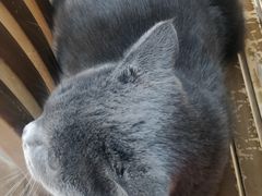 -灵美宠物诊所