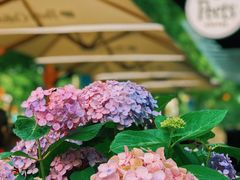 -Peet's Coffee皮爷咖啡(大学路店)