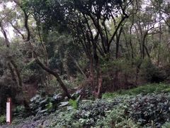 -金鸡山公园