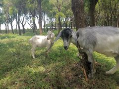 -马陆小张葡萄园农家乐