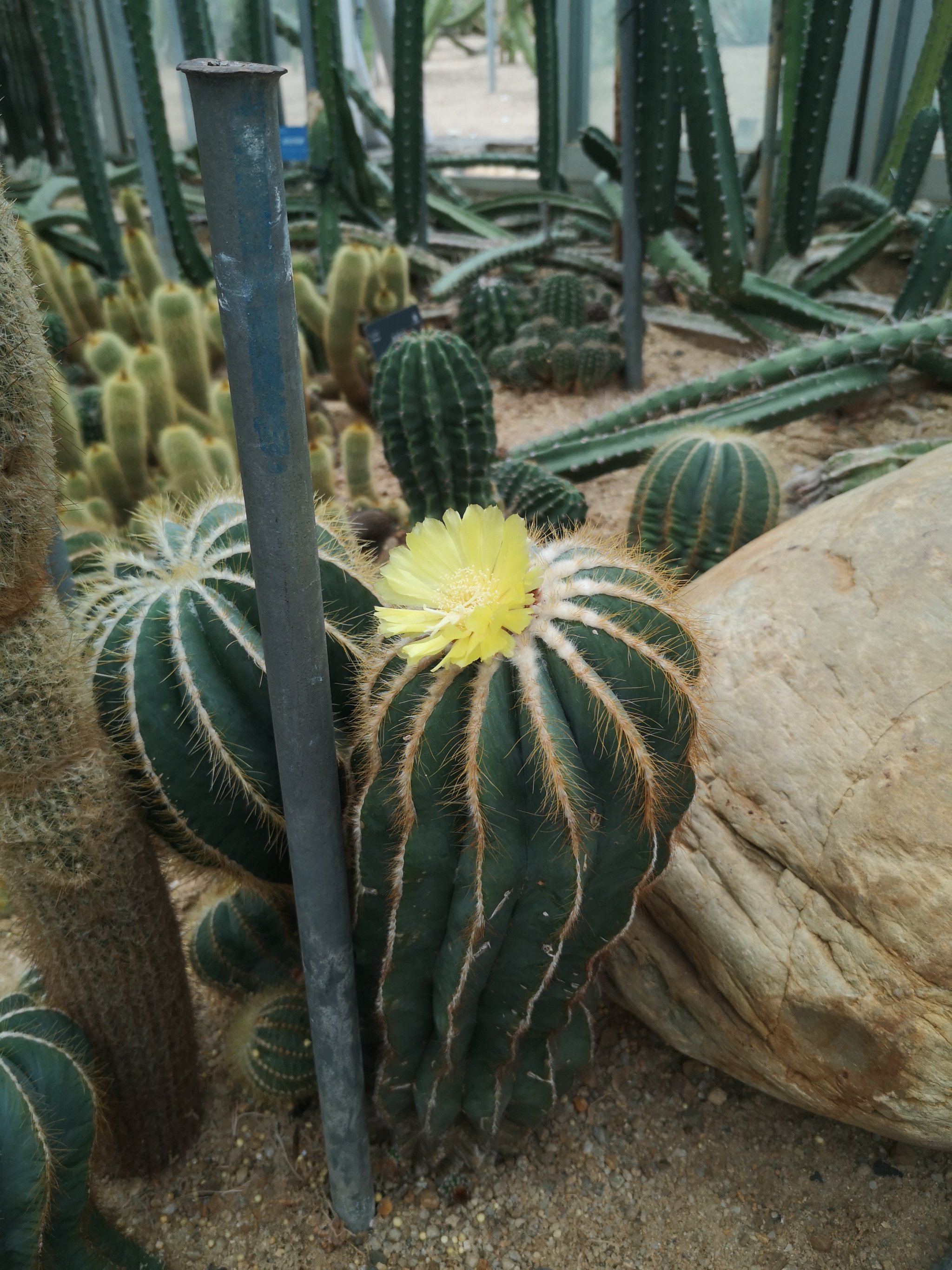 大阳山植物园仙人掌图片