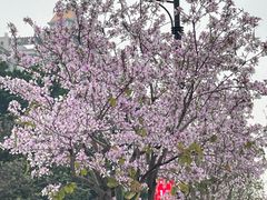 -洲头咀公园