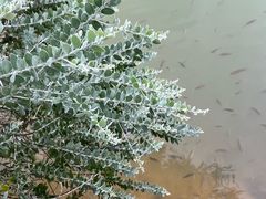 -广州白江湖森林公园