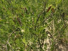 -库伦旗银沙湾旅游景区