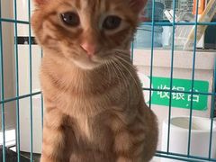 -乐琪宠物医院·犬猫专科·骨外科·急重症