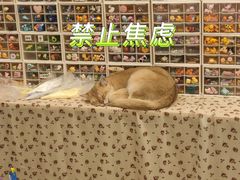 -猫咪派对(江南西店)
