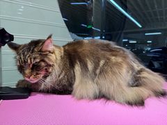-FAELING PETS美天灵宠物(合生汇店)
