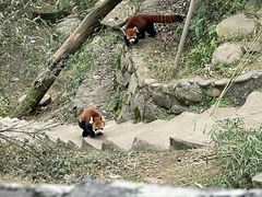 -都江堰中华大熊猫苑
