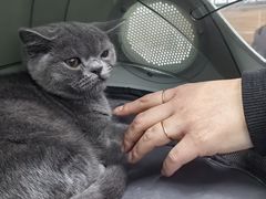 -爱侣宠医·鹦鹉专科·小型哺乳类·异宠专科(灵石路店)