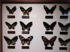 -上海昆虫博物馆