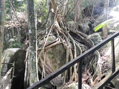 -海南霸王岭国家森林公园