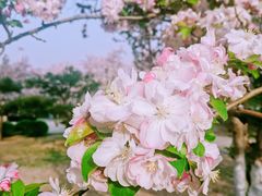 -海棠花溪(元大都城垣遗址公园)