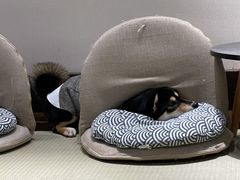 -逗柴咖啡屋·狗咖猫咖宠物桌游