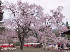 -醍醐寺