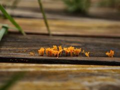 景点-桤木河湿地公园