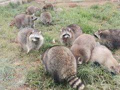 -秦皇岛野生动物园