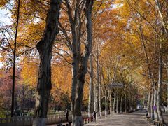 -武汉大学-樱园