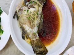 清蒸青斑-新享乐海鲜(翠华路店)