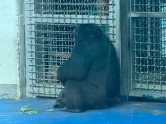 -合肥野生动物园