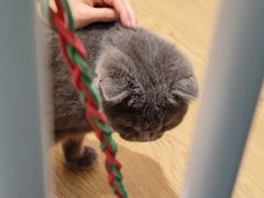 -1013 PET SHOP精品宠物商店(丁香店)