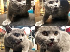 -Goku PET SHOP宠物视觉生活馆(双井店)