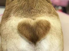-FAELING PETS美天灵宠物(富力广场店)
