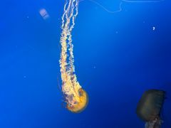 -太平洋海底世界