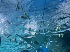 -海合安武汉极地海洋公园