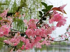 -莫愁湖公园