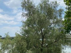 -小洲村