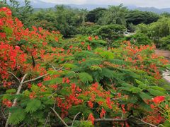 -中国科学院西双版纳热带植物园