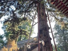 -潭柘寺景区