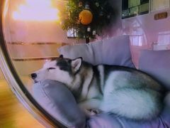 海参-Husky Go! 哈士奇体验馆·宠物咖啡厅狗咖