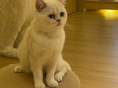 -猫腻·猫咖·撸猫馆(星光大道店)