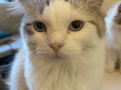 -滚猫咖啡·猫咖·猫友好撸猫(未来城店)