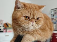 -纳吉亚猫专科动物医院博雅分院