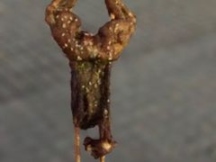 -型男美蛙烤牛蛙(南长街店)