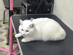 -乐琪宠物医院·犬猫专科·骨外科·急重症