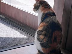 -Again Coffee Roaster(香蜜湖店)