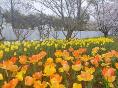 -苏州上方山国家森林公园
