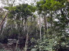 -黄埔油麻山森林公园