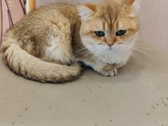 -Let's go狗咖·猫咖·奶狗·桌游(春熙路IFS店)
