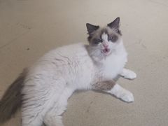 -藏猫猫咖啡主题馆(中央大道店)