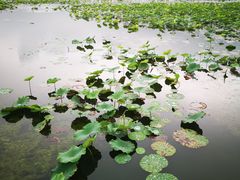 -天津东丽湖风景区