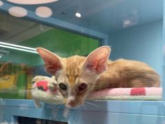 -FAELING PETS美天灵宠物(合生汇店)